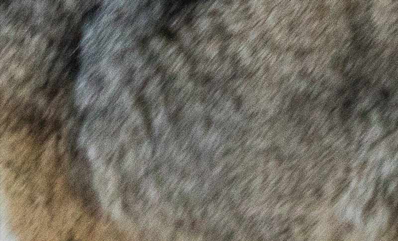 This is the zoomed in on the fur from the coyote picture above. You can see that the problem is not motion blur, but ISO which makes the photo not feel sharp.